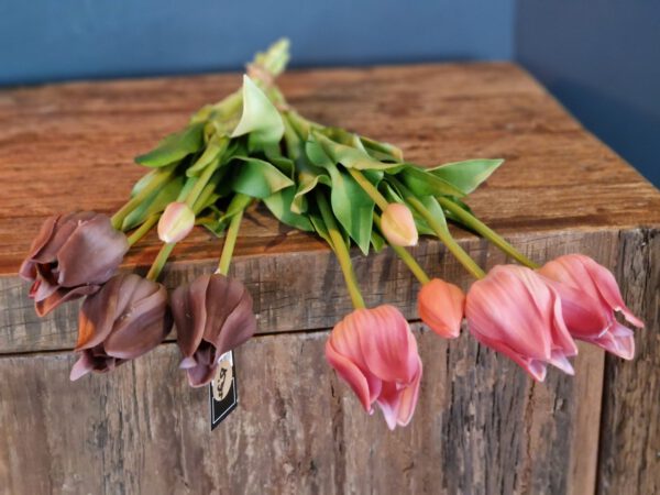 papagaai tulp
