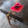 klaproos 60cm